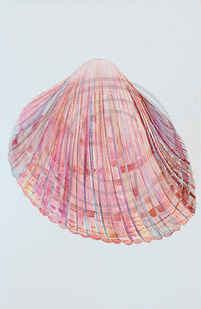Shells Series II
