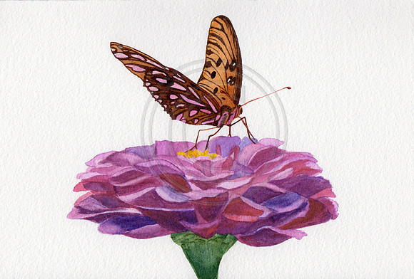 Butterfly Zinnia