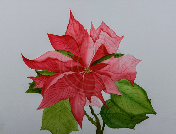 Christmas Blessings Watercolor