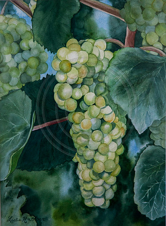 Future Wine grapes Watercolor