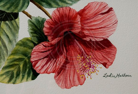 Hibiscus Red 1st beach watercolor