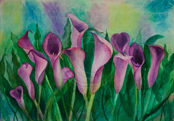 Leslie's Calla Lillies Watercolor