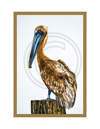 Pelican Notecards