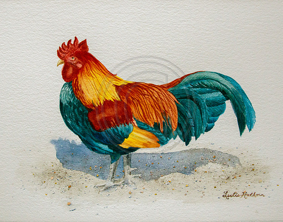 Rhonda's Rooster Watercolor 11x14