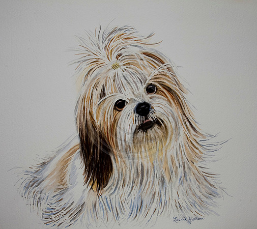 Shanghai Maltese Puppy