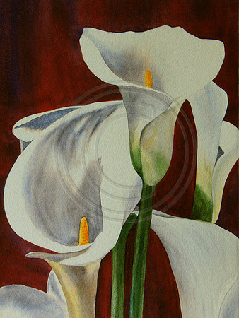 Striking Beauties Callas White Watercolor