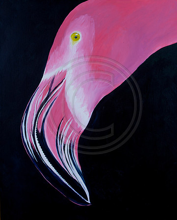 Flamingo Portrait on Black
