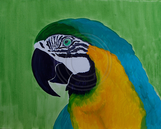 Parrot Head Canvas SOLD