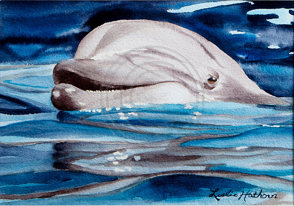 Dolphin head water