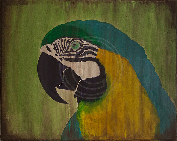 parrot head vintage canvas