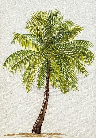 "Palm II" Watercolor