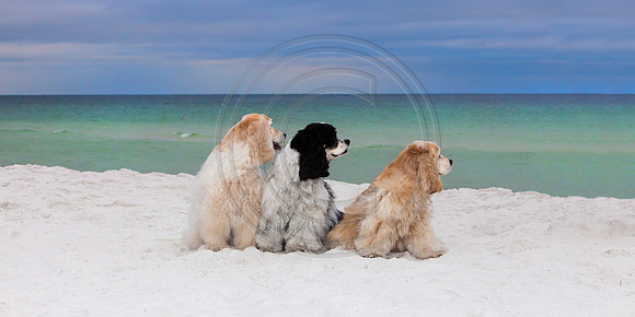 Pet Photographer