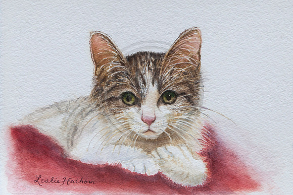 kitten watercolor original and prints