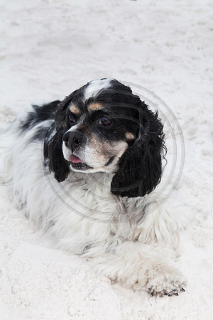 Pet portraits on the beach