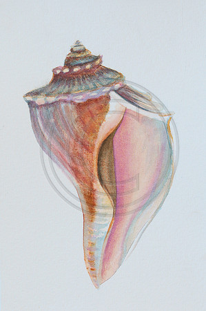 Shell Series I