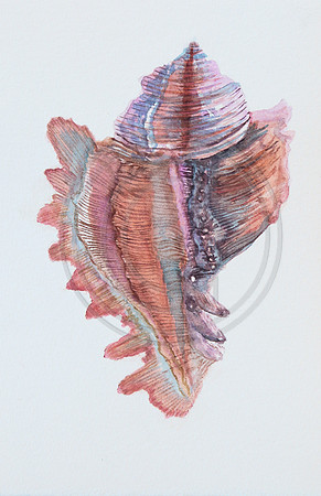 Shells Series IV local shell