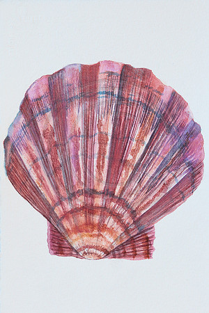Shell Series III Scallop